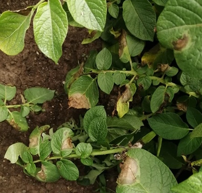 شیوع بیماری قارچی سفیدک دروغی در مزارع سیب زمینی اردبیل