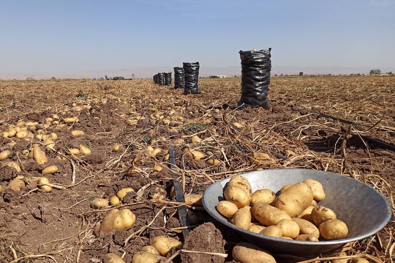 ۷۶۹ هزار تن سیب‌زمینی در استان اردبیل تولید شد